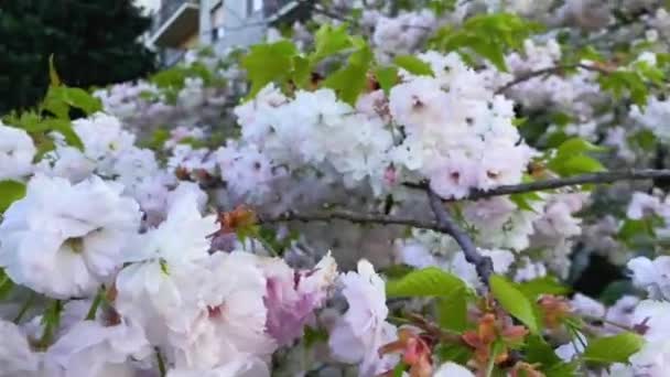 Prunus Serrulata Kanzan 나무에는 벚나무가 있으며 벚꽃의 가지들은 바람에 흔들리고 — 비디오