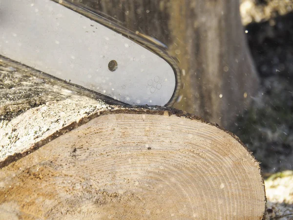 Tronçonneuse Commence Couper Arbre Images De Stock Libres De Droits