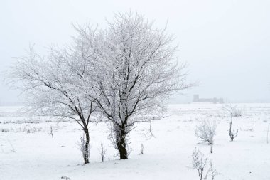 Donmuş ağaçlarla sisli bir kış sabahı