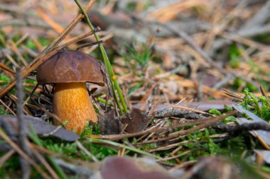 Graffiti sanatçısı