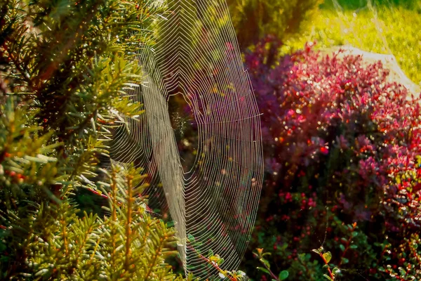 早上蜘蛛网在五彩缤纷的花朵的衬托下 — 图库照片