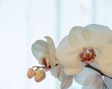 açık mavi arkaplanda beyaz bir orkide çiçeği