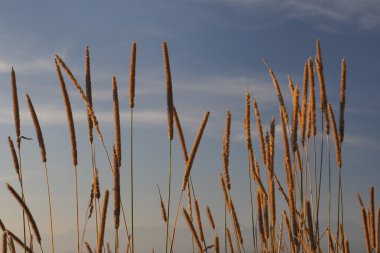 Gökyüzüne karşı kamışı