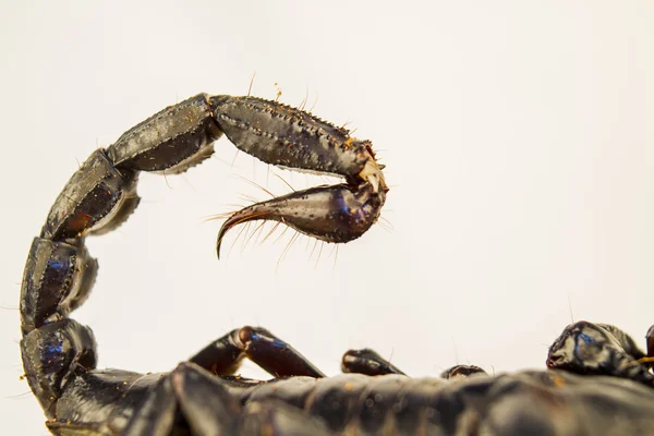 Scorpion asiatique forêt — Photo