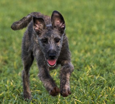 evde beslenen hayvan lurcher, köpekler