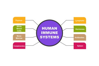 Anahtar kelimelerle İnsan Bağışıklık Sistemleri Diyagramı. EPS 10 - beyaz arkaplanda izole