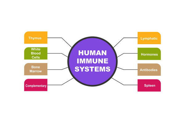 Диаграмма иммунных систем человека с ключевыми словами. EPS 10 - изолирован на белом фоне