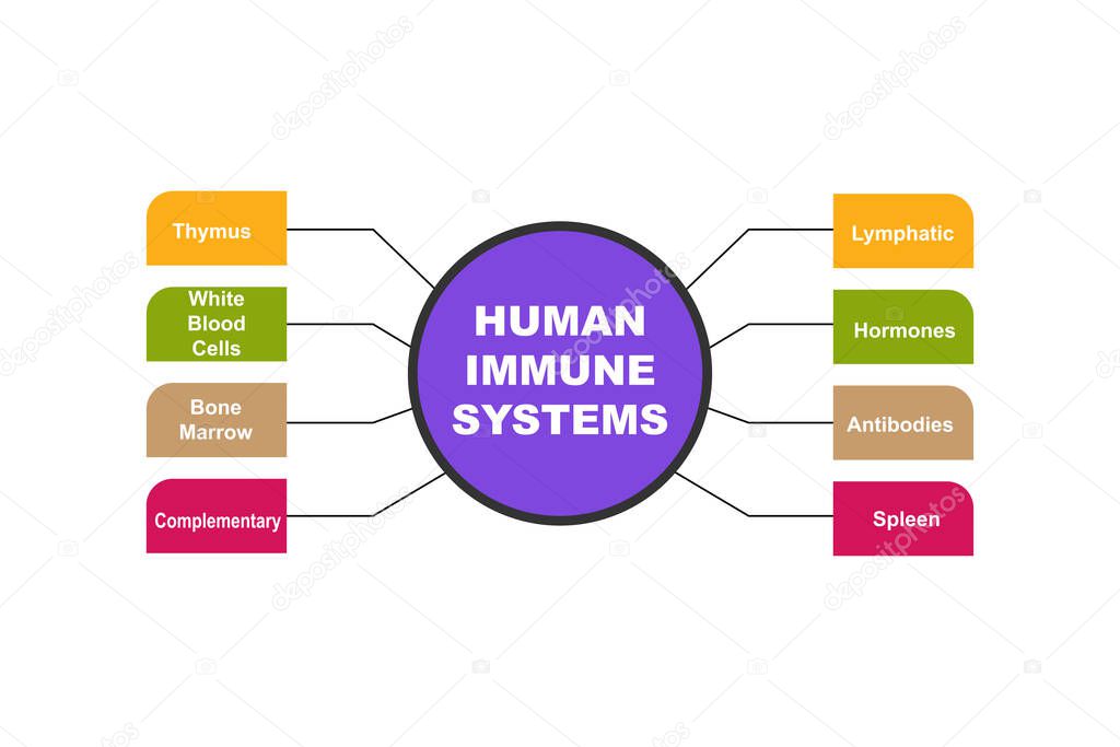 Diagram of Human Immune Systems with keywords. EPS 10 - isolated on white background