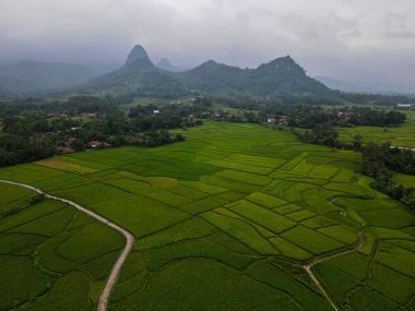 Karayipler 'in terasındaki pirinç tarlalarının hava görüntüsü yağmur üstüne gürültü bulutu, Bogor, Endonezya. Endonezya manzaraları. Bogor - Endonezya. 9 Şubat 2021