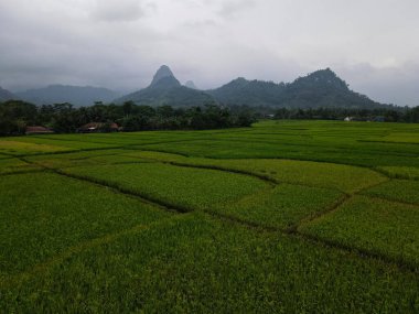 Karayipler 'in terasındaki pirinç tarlalarının hava görüntüsü yağmur üstüne gürültü bulutu, Bogor, Endonezya. Endonezya manzaraları. Bogor - Endonezya. 9 Şubat 2021