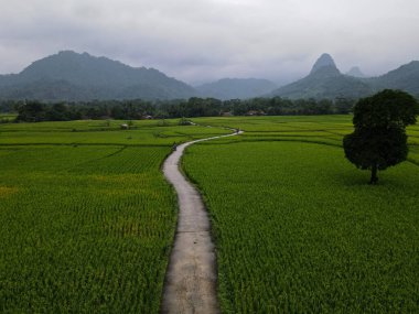 Karayipler 'in terasındaki pirinç tarlalarının hava görüntüsü yağmur üstüne gürültü bulutu, Bogor, Endonezya. Endonezya manzaraları. Bogor - Endonezya. 9 Şubat 2021