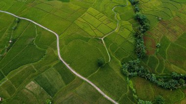Cariu, Bogor, Endonezya teraslarındaki pirinç tarlalarının havadan görüntüsü. Endonezya manzaraları. Bogor - Endonezya. 9 Şubat 2021