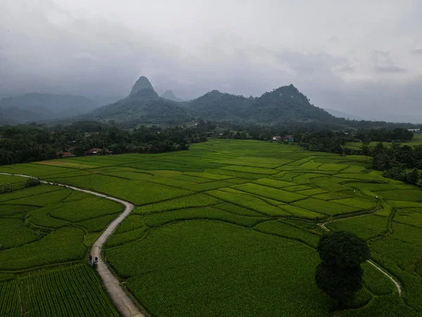 Vista Aérea Dos Campos Arroz Terraço Cariu Com Nuvem Ruído — Fotografia de Stock