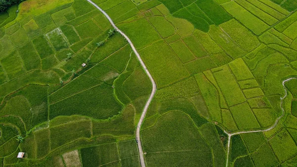 Vista Aérea Dos Campos Arroz Terraços Cariu Bogor Indonésia Indonésia — Fotografia de Stock