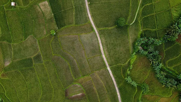 Vista Aérea Dos Campos Arroz Terraços Cariu Bogor Indonésia Indonésia — Fotografia de Stock