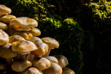 Arka planda yosun olan pioppini mantarları. Doğal mantarlara yakın çekim