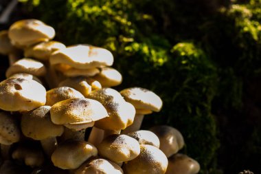 Arka planda yosun olan pioppini mantarları. Doğal mantarlara yakın çekim