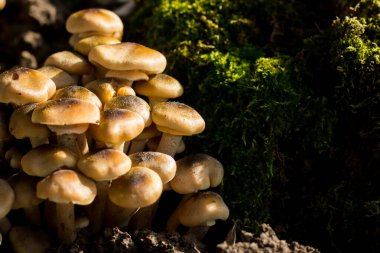 Arka planda yosun olan pioppini mantarları. Doğal mantarlara yakın çekim