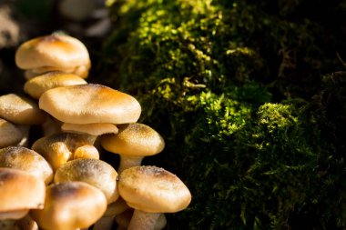 Arka planda yosun olan pioppini mantarları. Doğal mantarlara yakın çekim