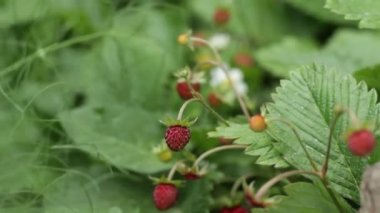Bahçede yabani çilek fideleri