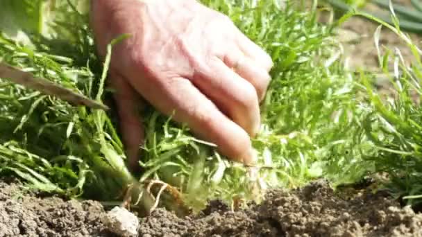 Hände Von Frauen Ernten Endivien Die Biologisch Ohne Pestizide Boden — Stockvideo