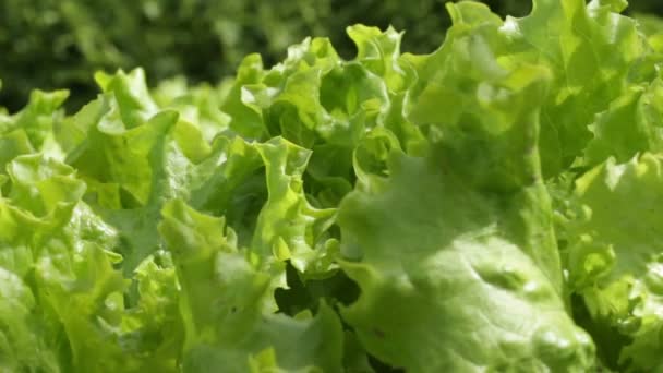 Kudrnaté Endivie Pěstované Organicky Bez Pesticidů Zemi Větrného Dne — Stock video