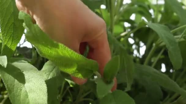 Manos Mujer Cosechando Salvia Cultivada Orgánicamente Sin Pesticidas Suelo — Vídeos de Stock