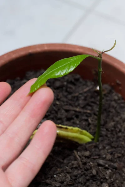 Mango seedling born from seed