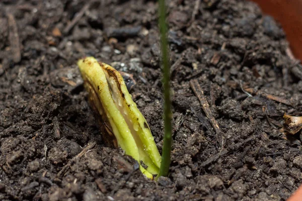 Mango tohumu tohumdan doğar.