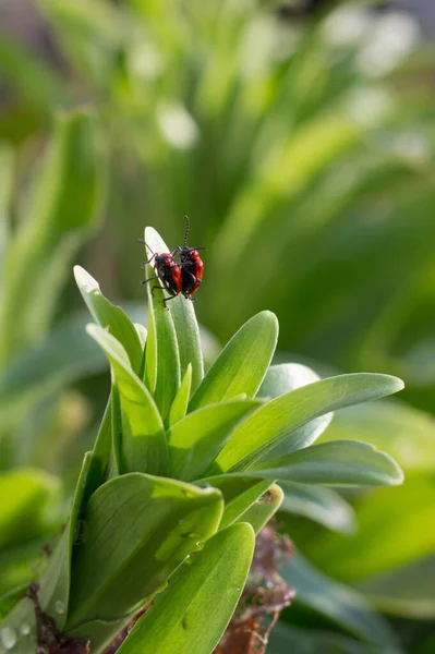 The scarlet lily beetle in love, red lily beetle, or lily leaf beetle (Lilioceris lilii), is an insect that eats the leaves and flower of lilies