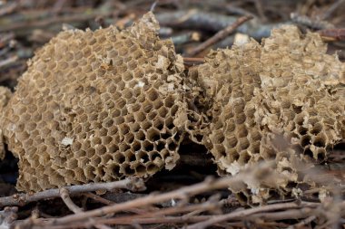 Eşek arıları yuvası. Boş eşekarıları vespula maculata