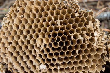 Eşek arıları yuvası. Boş eşekarıları vespula maculata