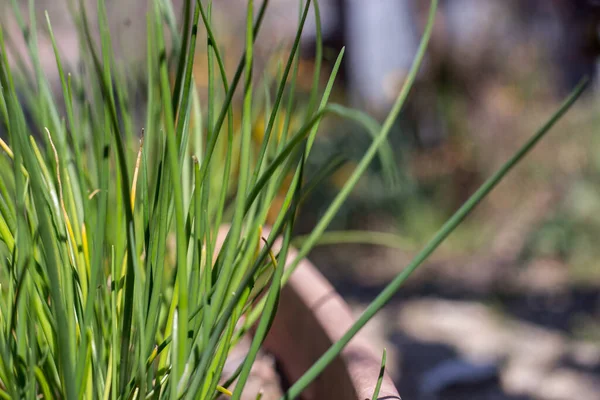 Bahçede frenk soğanı var. Bahar Yeniden Doğuşu.