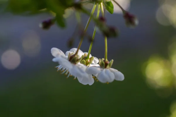 Bahçede çiçek açan siyah kiraz ağacı.