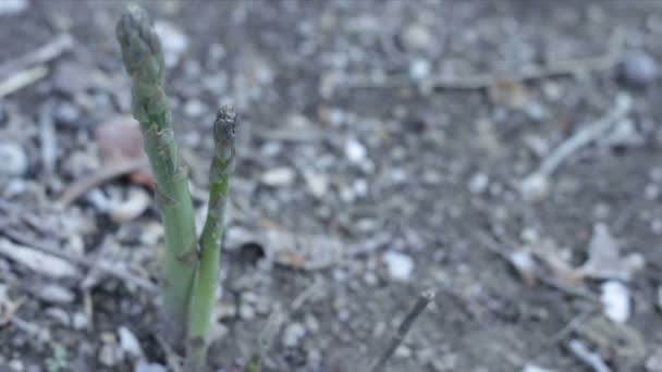 Espárragos Cultivados Jardín — Vídeo de stock