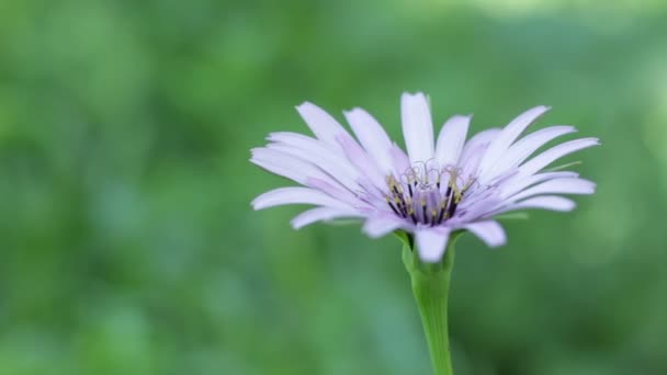 Die Aster Amellu Ist Eine Mehrjährige Krautige Pflanze Familie Asteraceae — Stockvideo