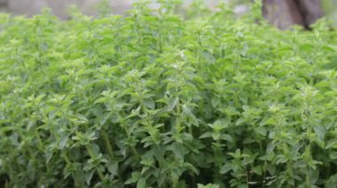 Kurutmak için güneşe ve rüzgara maruz kalan kekik demetleri