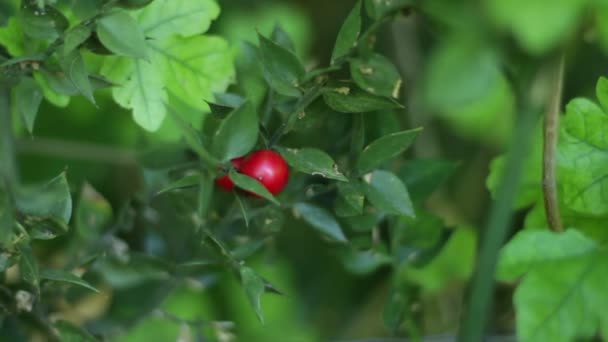 Řezníkova Bobule Červenými Bobulemi Okrasná Rostlina Používaná Zejména Vánoční Ozdoby — Stock video