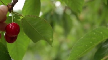 Kadın çiftçi ağaçtan kiraz topluyor.