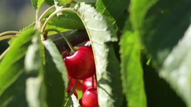 Güneşli ve rüzgarlı bir günde ağaçta olgunlaşmış kirazlar