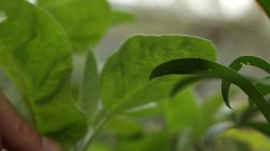 Toprakta böcek ilacı olmayan organik yetişmiş adaçayı toplayan bir kadının elleri.