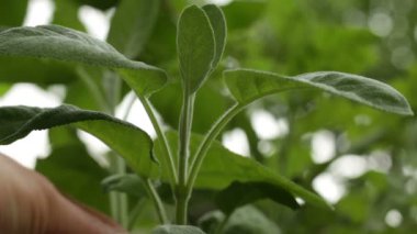 Toprakta böcek ilacı olmayan organik yetişmiş adaçayı toplayan bir kadının elleri.