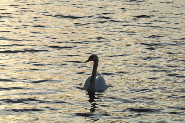 Oiseau Eau Dans Faune Cygne Sur Eau Lac — Photo