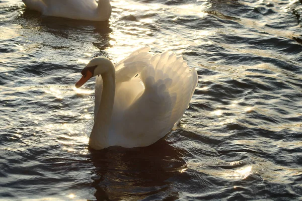 Close Belo Cisne Mudo Lago Luz Solar Fluindo Através Das — Fotografia de Stock