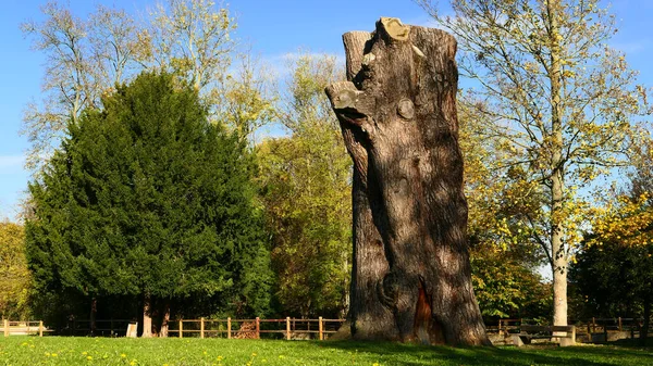 View of a huge tree trunk cut without a branch. Autumn scene in a park on a sunny day. Wooden fence in the background.