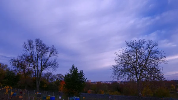 새벽에 일어나는 나무의 실루엣 구름이 하늘을 찌푸리고 가을이나 — 스톡 사진