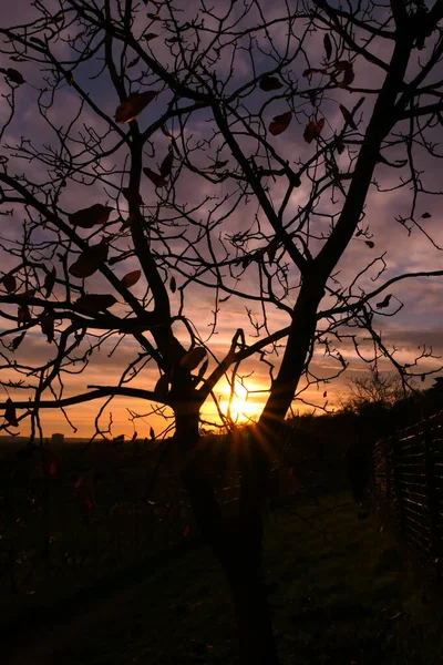 Silhueta Ramo Árvore Amanhecer Cena Outono Inverno Com Céu Dramático — Fotografia de Stock