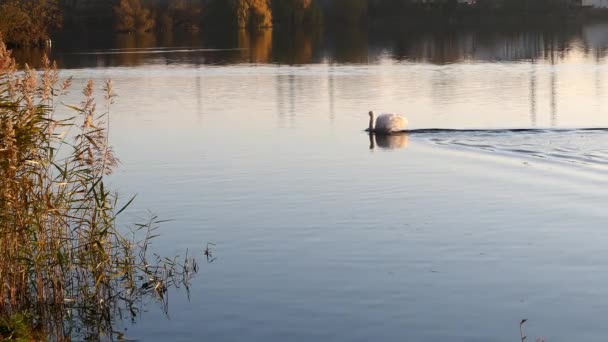 自然環境の中で淡水鳥 白鳥の田舎の湖で泳いで渡る 背景の森は自発的にぼやけている 秋の農村風景 — ストック動画