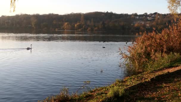 Freshwater Bird Its Natural Environment Swan Crossing Swimming Lake Countryside — Stock Video