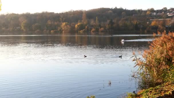 Oiseau Eau Douce Dans Son Environnement Naturel Cygne Traversant Nage — Video